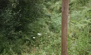 IMG-20170719-WA0005